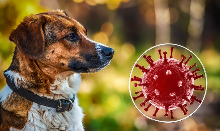 Ausbreitung des Staupevirus im Harz: Aktuelle Lage & Hinweise für Hundebesitzer
