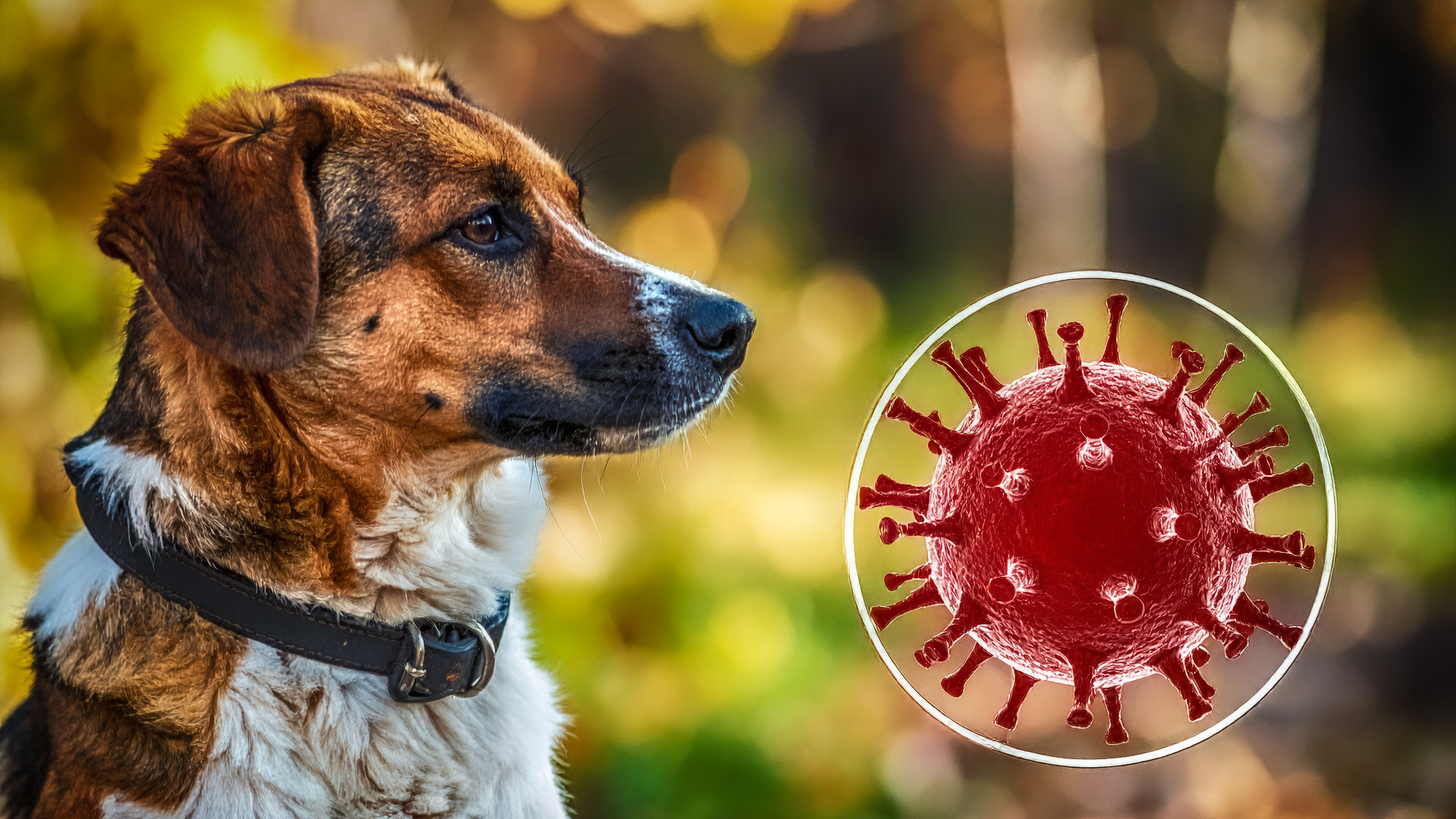 Ausbreitung des Staupevirus im Harz: Aktuelle Lage & Hinweise für Hundebesitzer